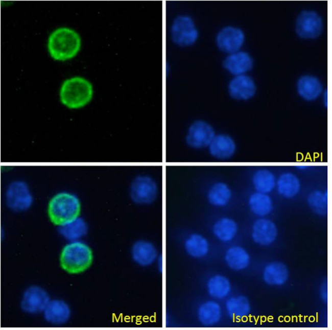 CD357 (AITR/GITR) Chimeric Antibody in Immunocytochemistry (ICC/IF)