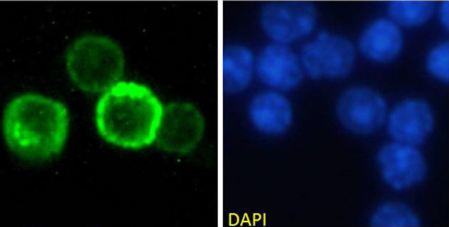 CD27 Chimeric Antibody in Immunocytochemistry (ICC/IF)