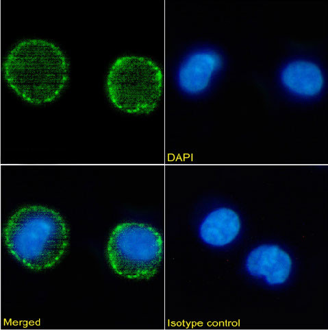 CD37 Antibody in Immunocytochemistry (ICC/IF)