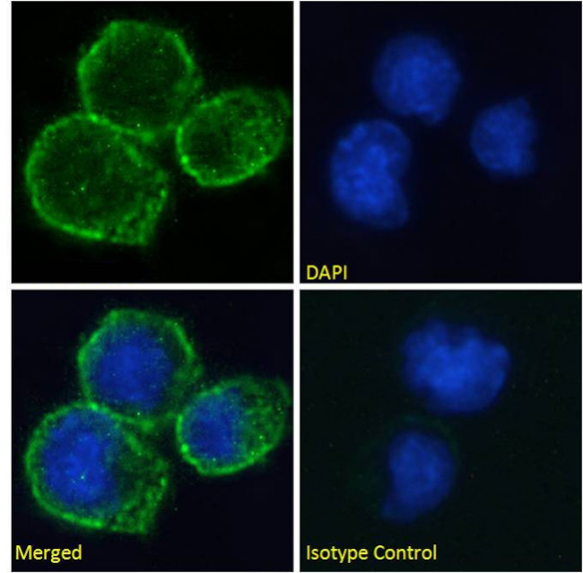 CD40 Chimeric Antibody in Immunocytochemistry (ICC/IF)