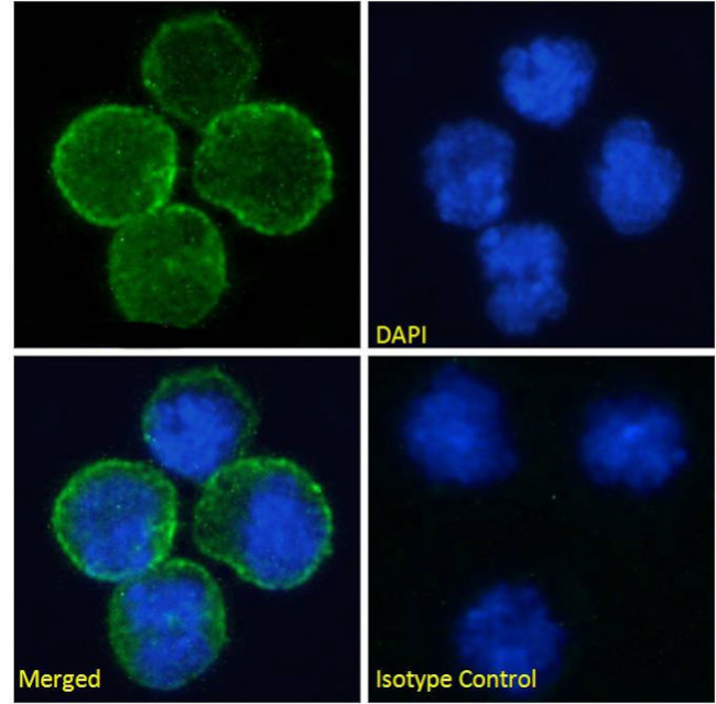 CD40 Chimeric Antibody in Immunocytochemistry (ICC/IF)