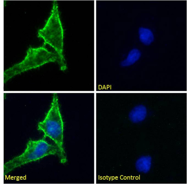 CD98 Antibody in Immunocytochemistry (ICC/IF)