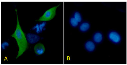 Podoplanin Chimeric Antibody in Immunocytochemistry (ICC/IF)