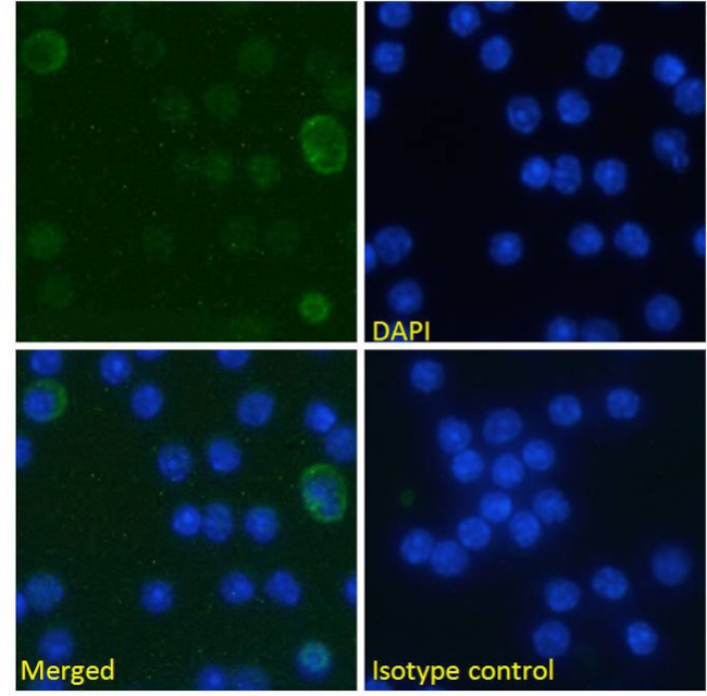 B7-H3 (CD276) Chimeric Antibody in Immunocytochemistry (ICC/IF)