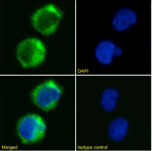 CD35 Chimeric Antibody in Immunocytochemistry (ICC/IF)