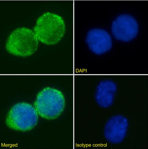 CD25 Chimeric Antibody in Immunocytochemistry (ICC/IF)