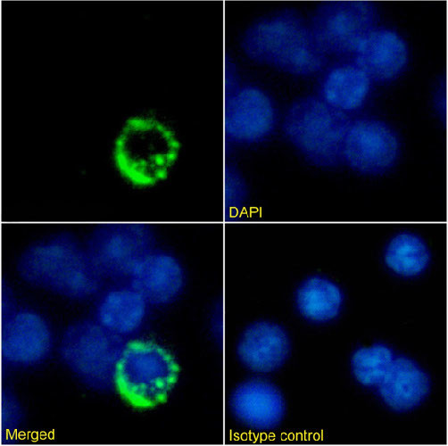 TCR alpha/beta Chimeric Antibody in Immunocytochemistry (ICC/IF)