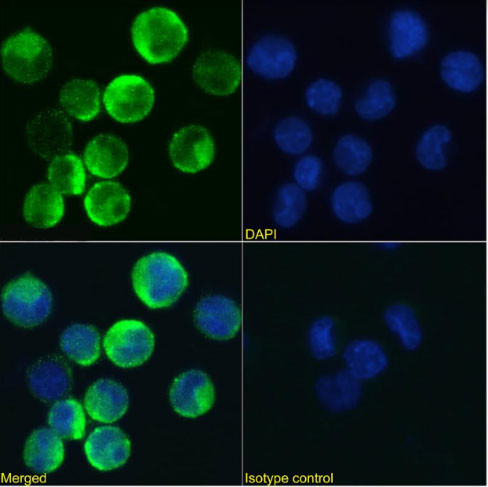 CSF2RB Chimeric Antibody in Immunocytochemistry (ICC/IF)