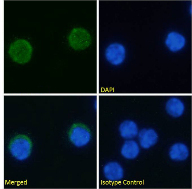 VISTA Chimeric Antibody in Immunocytochemistry (ICC/IF)