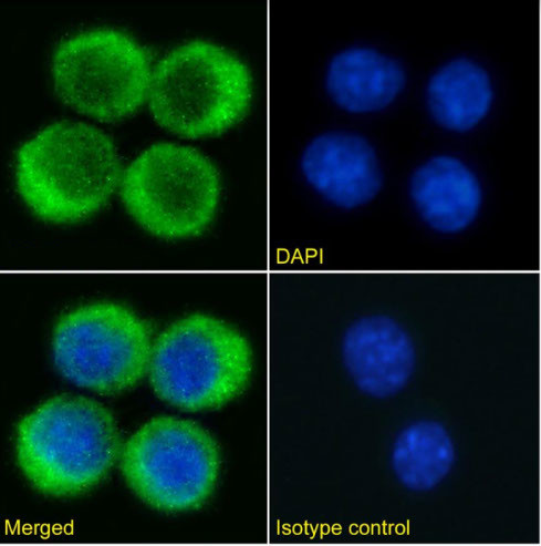 VISTA Chimeric Antibody in Immunocytochemistry (ICC/IF)