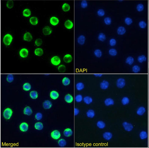 CTLA-4 (CD152) Chimeric Antibody in Immunocytochemistry (ICC/IF)