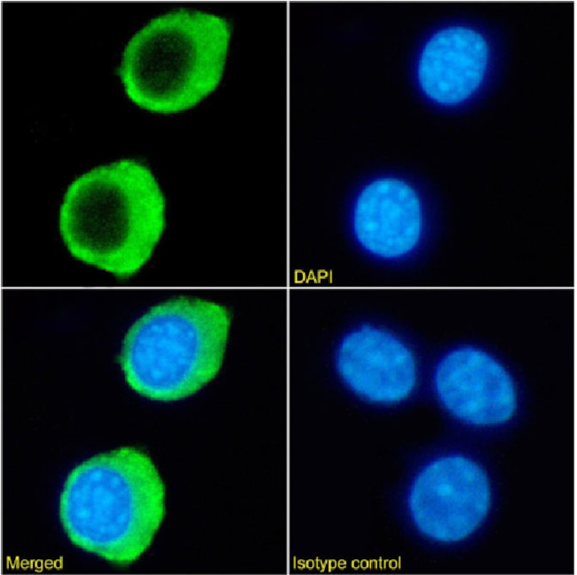 TNFRSF14 (HVEM) Chimeric Antibody in Immunocytochemistry (ICC/IF)