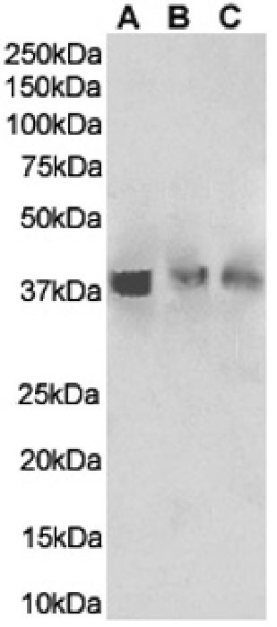 TNFRSF14 (HVEM) Chimeric Antibody in Western Blot (WB)