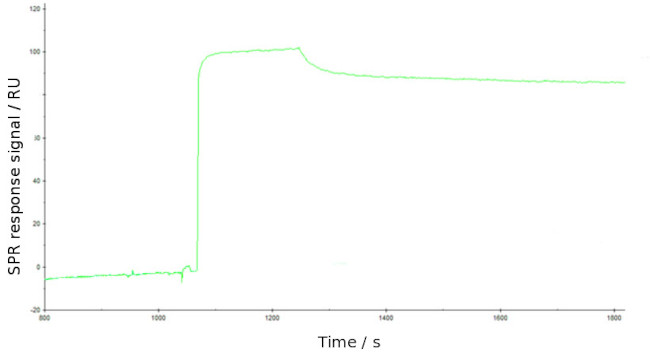 KIM-1 Chimeric Antibody in Functional Assay (FN)