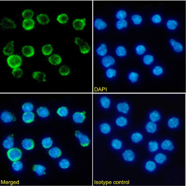 CD137 Chimeric Antibody in Immunocytochemistry (ICC/IF)