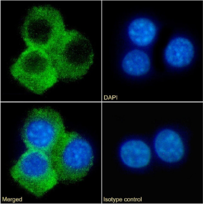 CD70 Chimeric Antibody in Immunocytochemistry (ICC/IF)