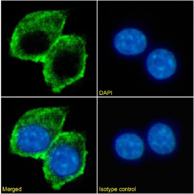 TIM-3 Chimeric Antibody in Immunocytochemistry (ICC/IF)