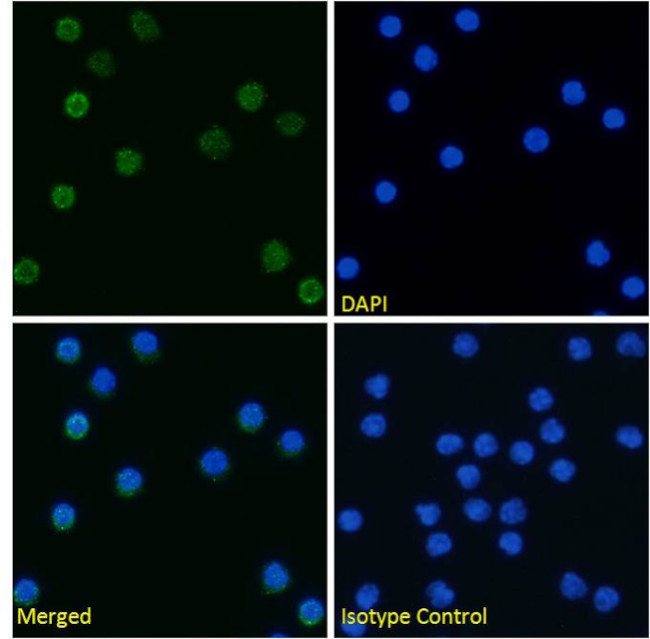 TIMD4 Chimeric Antibody in Immunocytochemistry (ICC/IF)