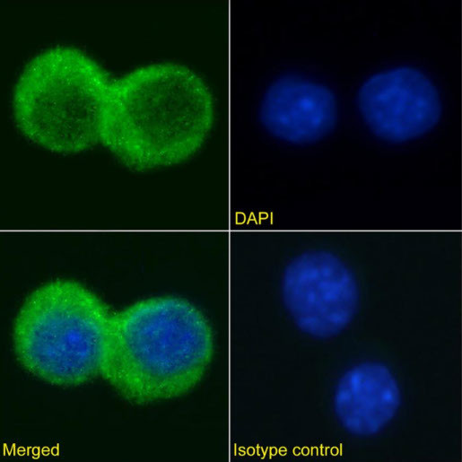 TIMD4 Chimeric Antibody in Immunocytochemistry (ICC/IF)