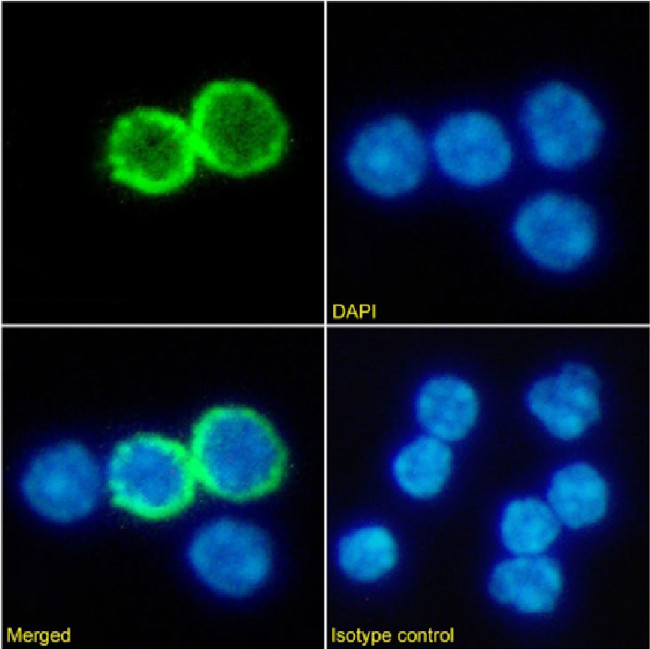 CD357 (AITR/GITR) Chimeric Antibody in Immunocytochemistry (ICC/IF)