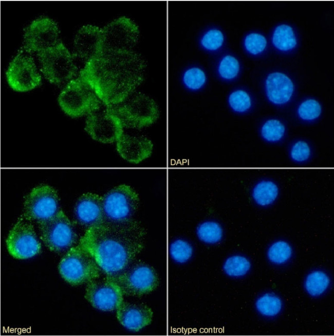 CD153 Chimeric Antibody in Immunocytochemistry (ICC/IF)