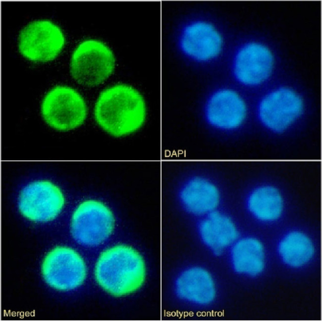 TIMD2 Chimeric Antibody in Immunocytochemistry (ICC/IF)