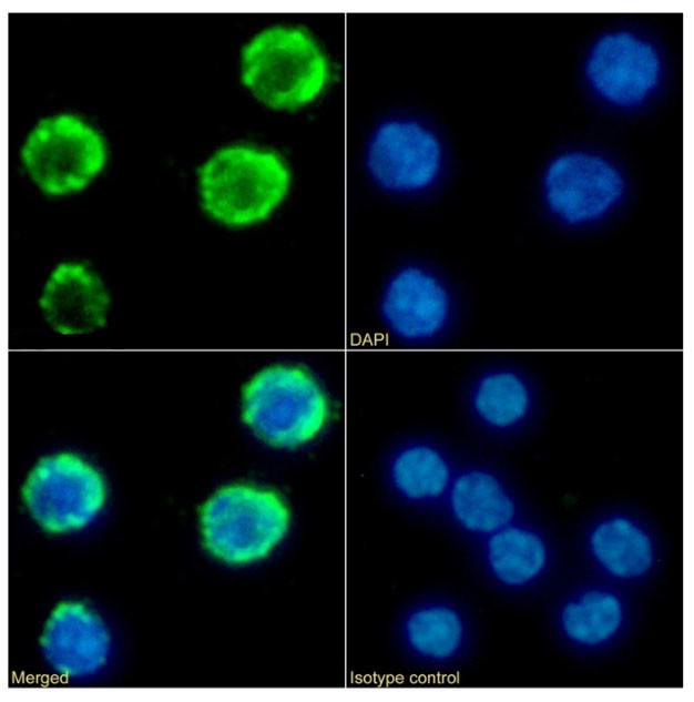 IFNGR1 (CD119) Chimeric Antibody in Immunocytochemistry (ICC/IF)