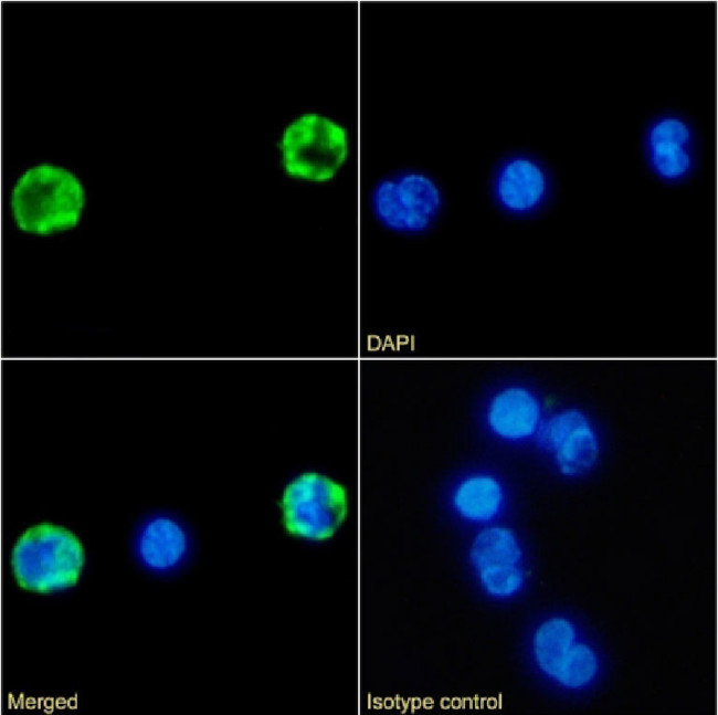 CD4 Chimeric Antibody in Immunocytochemistry (ICC/IF)