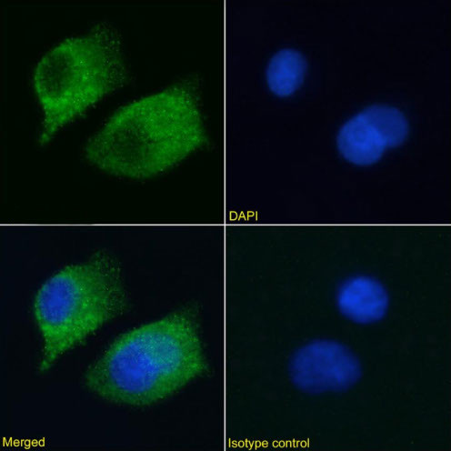 RAGE Chimeric Antibody in Immunocytochemistry (ICC/IF)