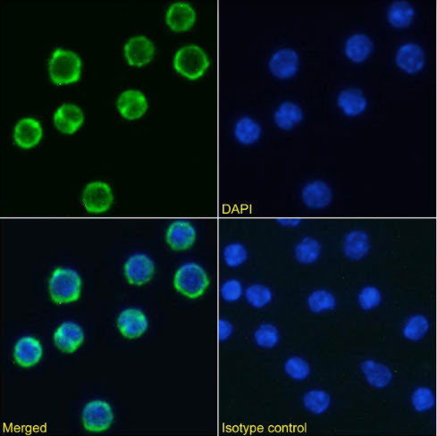 CD98 Chimeric Antibody in Immunocytochemistry (ICC/IF)