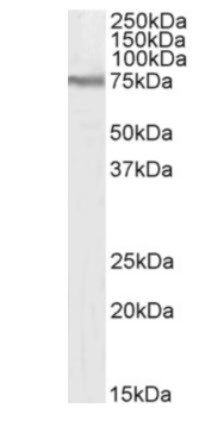 CD98 Chimeric Antibody in Western Blot (WB)