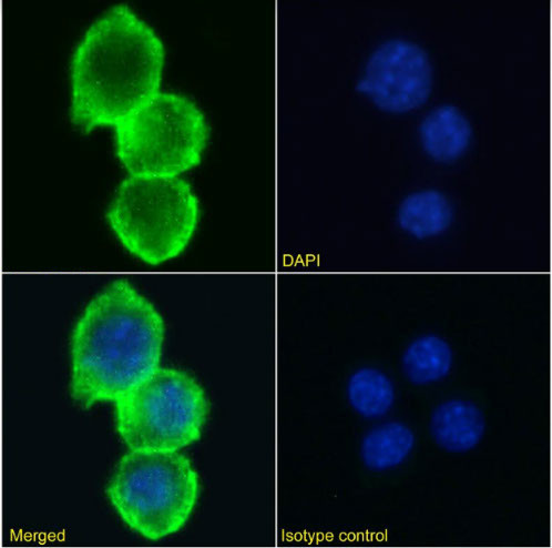 CD155 Chimeric Antibody in Immunocytochemistry (ICC/IF)