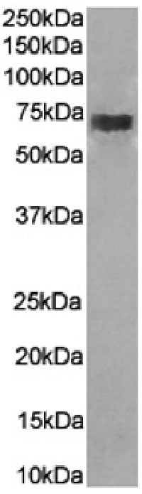 CD226 (DNAM-1) Chimeric Antibody in Western Blot (WB)