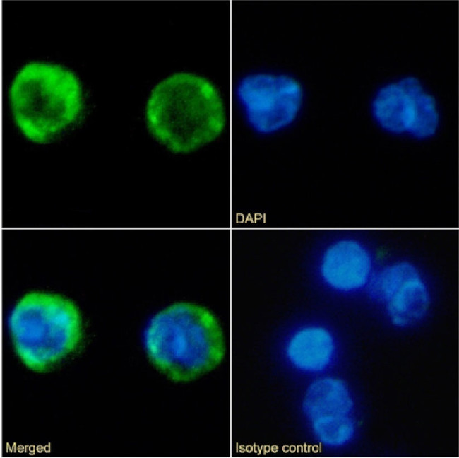 MARCO Chimeric Antibody in Immunocytochemistry (ICC/IF)