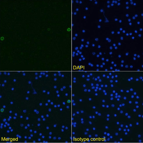 TWEAK Chimeric Antibody in Immunocytochemistry (ICC/IF)