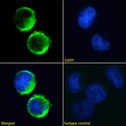 FceR1 alpha Chimeric Antibody in Immunocytochemistry (ICC/IF)