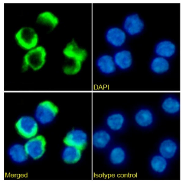 PD-1 (CD279) Chimeric Antibody in Immunocytochemistry (ICC/IF)