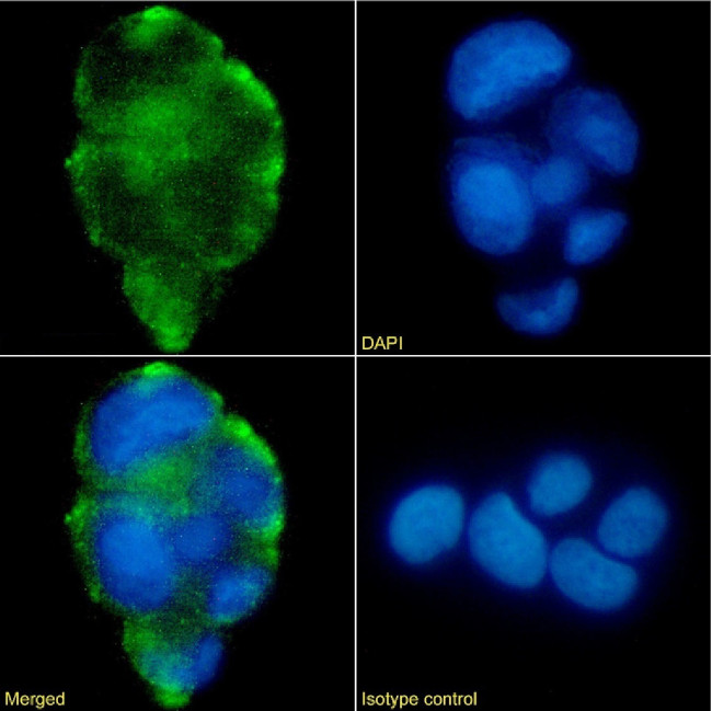 Lewis A/B Chimeric Antibody in Immunocytochemistry (ICC/IF)