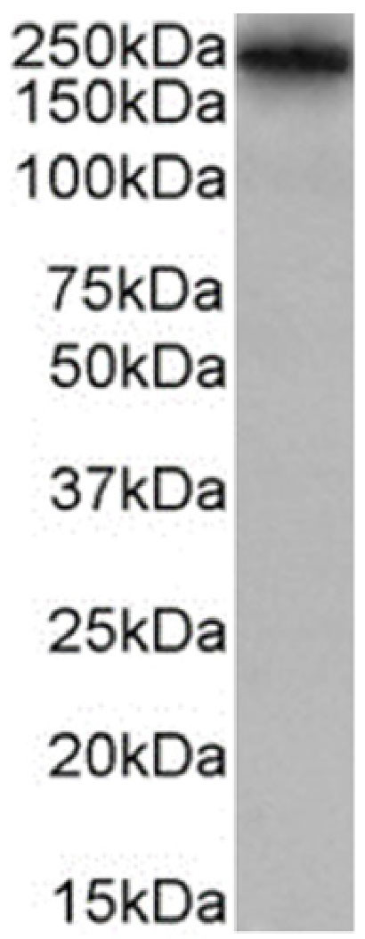 Lewis A/B Chimeric Antibody in Western Blot (WB)