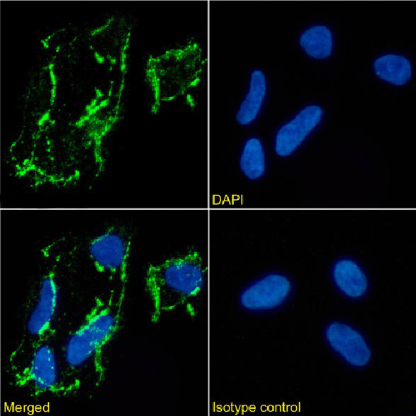 CD56 (NCAM) Antibody in Immunocytochemistry (ICC/IF)