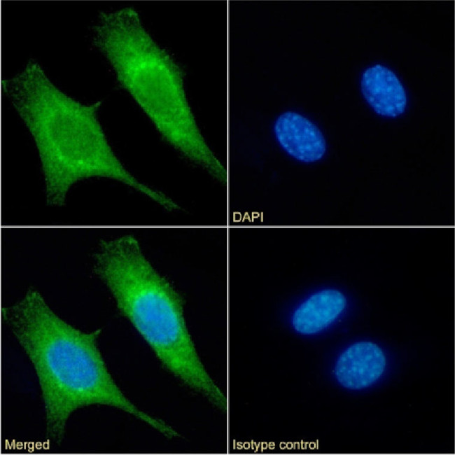 Cytochrome C Chimeric Antibody in Immunocytochemistry (ICC/IF)