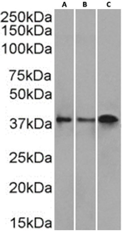 CD37 Chimeric Antibody in Western Blot (WB)