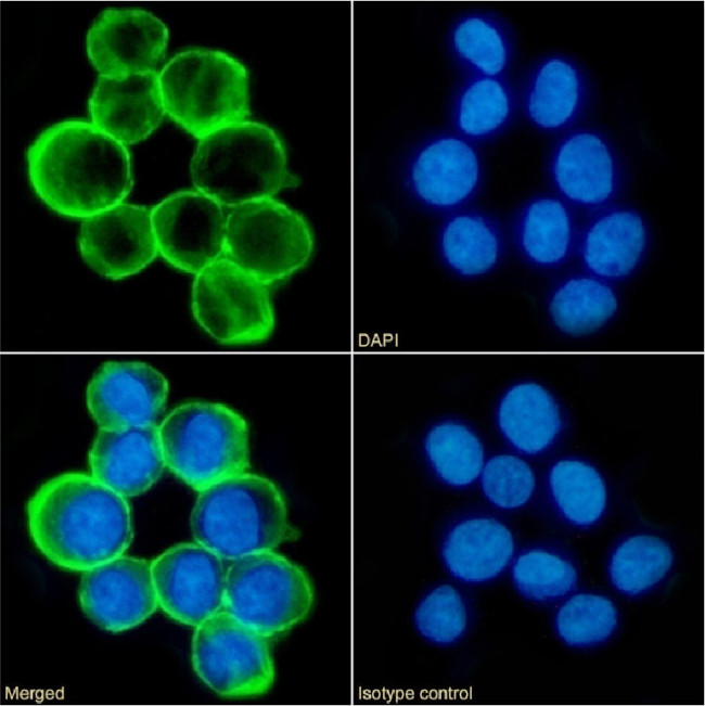 CD43 Chimeric Antibody in Immunocytochemistry (ICC/IF)