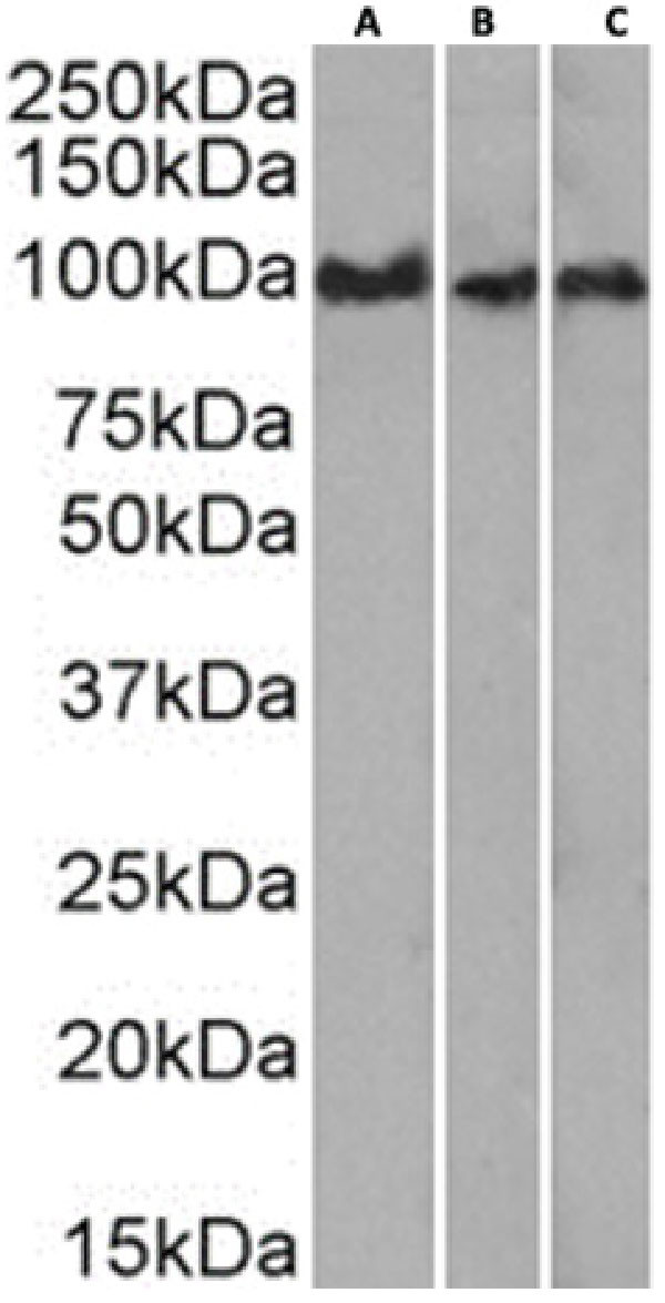 CD43 Chimeric Antibody in Western Blot (WB)