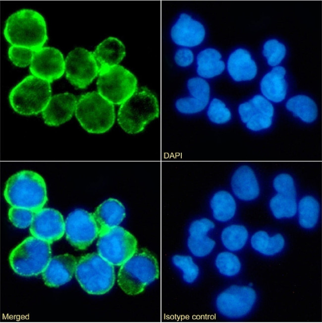 CD59 Chimeric Antibody in Immunocytochemistry (ICC/IF)