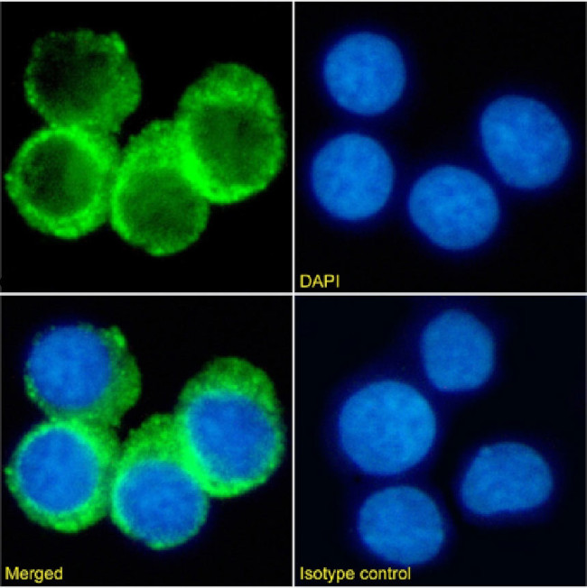 CD74 Chimeric Antibody in Immunocytochemistry (ICC/IF)