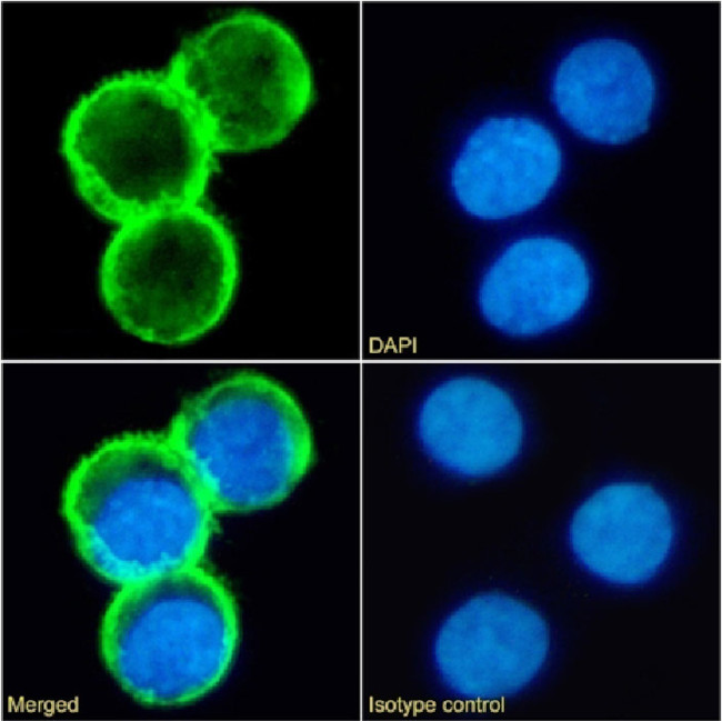 CD81 Chimeric Antibody in Immunocytochemistry (ICC/IF)