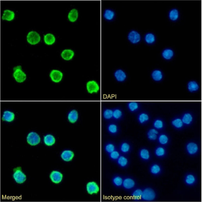 CD79b Chimeric Antibody in Immunocytochemistry (ICC/IF)