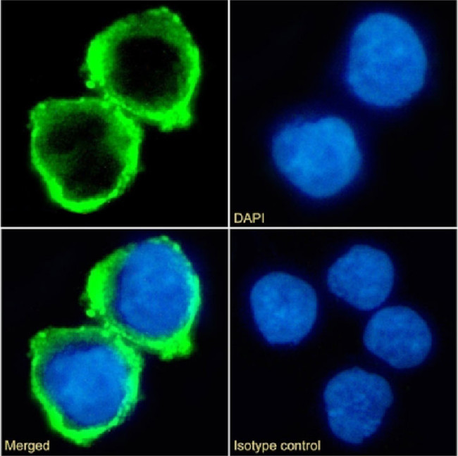 B7-H6 Chimeric Antibody in Immunocytochemistry (ICC/IF)