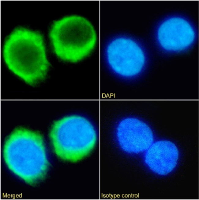 C5AR1 Chimeric Antibody in Immunocytochemistry (ICC/IF)